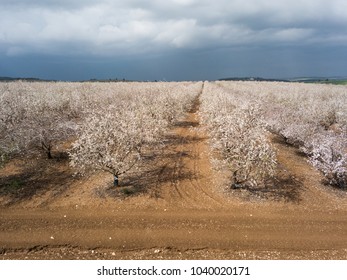 Blossoming Almond Orchard 