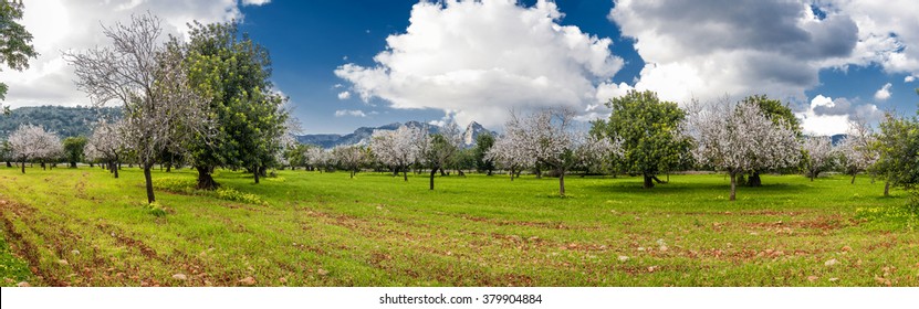 blossoming almond tree landscape in majorca, Spain