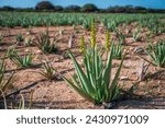 Blossoming aloe vera plant with yellow flowers in field, farm plantation at the Aruba Aloe Factory Museum and Store in the Caribbean. Photo taken in February 2024.