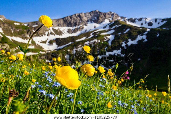 Blossoming alpine spring meadow with globeflowers and mountains in the background (Malbun, Liechtenstein, European Alps)