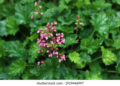 Blossoming Alumroot In The Garden