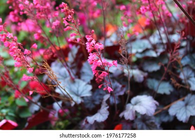 Blossoming Alumroot In The Garden