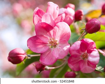 Pink Apple Blossom Images Stock Photos Vectors Shutterstock