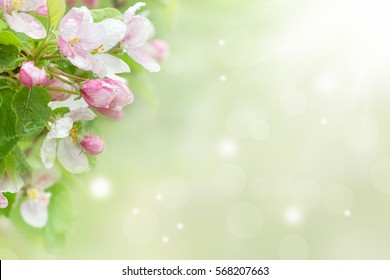 Blossoming apple after rain on spring background. Space for text.