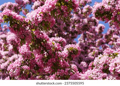 Blossoming apple tree background. Pink inflorescences and flowers on a fruity apple tree in the spring season. Selected focus