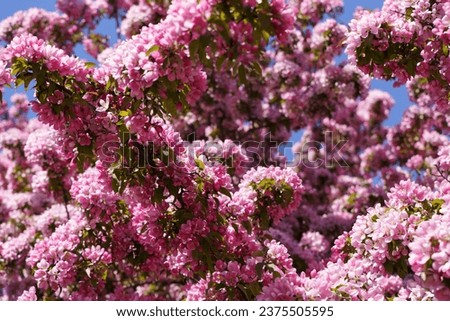 Blossoming apple tree background. Pink inflorescences and flowers on a fruity apple tree in the spring season. Selected focus