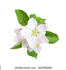 Blossoming apple tree branch isolated on white background

