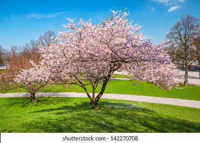 Apple Blossom Tree Images Stock Photos Vectors Shutterstock