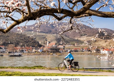 Blossoming apricot tree with biker on route against Danube river and church in Spitz village, Wachau valley, UNESCO, Austria