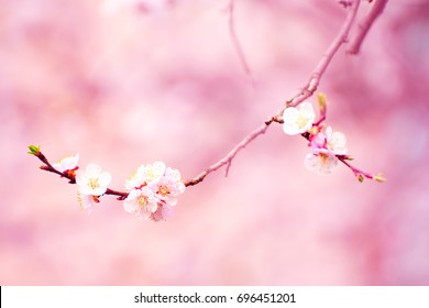 Blossoming of the apricot tree in spring time with white beautiful flowers. Macro image with copy space. Natural seasonal background.