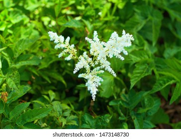 Blossoming Astilbe Arendsii Diamant Closeup
