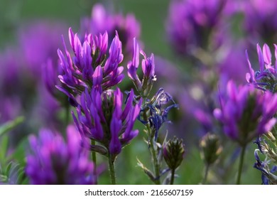 Blossoming Astragalus onobrychis. Herbaceous plant. Meadow plants.