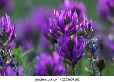 Blossoming Astragalus Onobrychis. Herbaceous Plant. Meadow Plants.