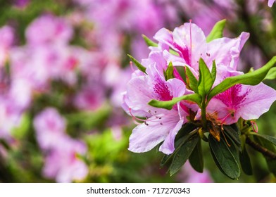 Blossoming Azalea Flowers 