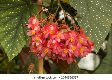 90 Begonia corallina bilder, arkivfotografier og vektorer | Shutterstock