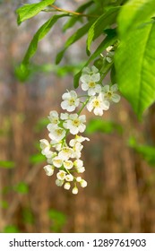 Blossoming Bird Cherry. Flowers Bird Cherry Tree.