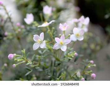 blossoming boronia in the spring