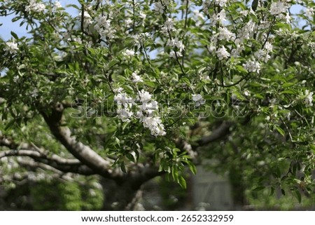 Blossoming branch of apple tree in spring garden. Selective focus.