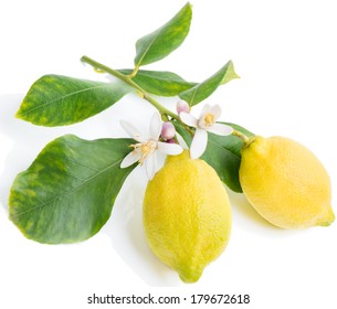 Blossoming Branch Of A Lemon Tree With Two Fruits. Isolated Over White.