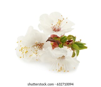Blossoming branch on white background