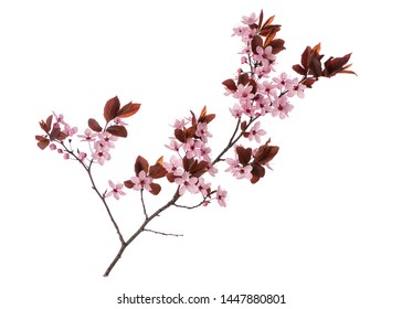 Blossoming Branch With Pink Cherry Blossom Flowers. Single Spring Tree Branch With Flowers And Buds, Isolated On White Background. Stick Tree Branch From Nature For Design.