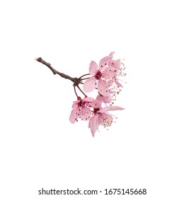 Blossoming branch with pink Cherry blossom flowers. Stick tree branch from nature for design. Single spring tree branch with flowers and buds, isolated on white background. - Shutterstock ID 1675145668