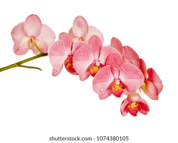 Blossoming branch of red orchid flowers isolated on a white background - Shutterstock ID 1074380105
