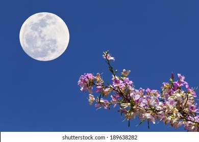 Blossoming Branch Of A Tree And Day Full Moon Image On The Blue Sky Background 