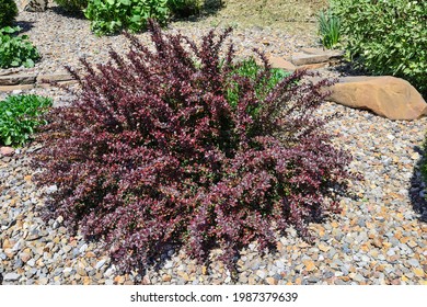 Blossoming bush of Berberis thunbergii atropurpurea, Atropurpurea Nana  in spring - decorative plant for gardening and landscape design with purple leaves. Ornamental dwarf plant in stone garden