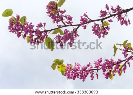 Blossoming Cercis siliquastrum (Judas tree) branch with pink flowers isolated on sky. Cyprus. 