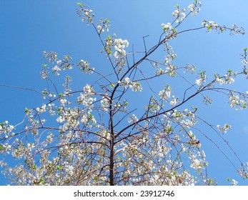 blossoming cherry