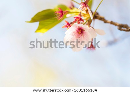 Similar – Image, Stock Photo Zero eight fifteen | typical spring picture