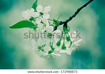 Similar – Blütenbirnenbaum mit weißen Blüten