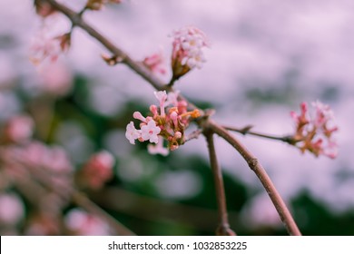 Blossoming cherry tree branch