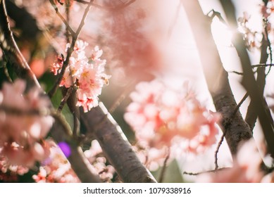Blossoming cherry tree branch