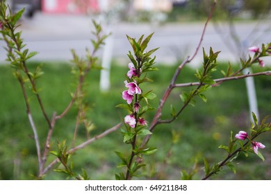 Blossoming cherry tree branch
