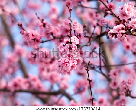 Blossoming cherry tree branch