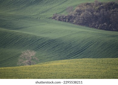
Blossoming cherry tree on a rolling field