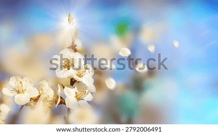 Blossoming cherry tree over blue sky . Beautiful floral spring background .Soft focus