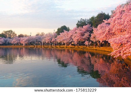 Blossoming cherry trees at dawn around Tidal Basin, Washington DC. Cherry trees in full blossom around Tidal Basin lightened by the rising sun. 