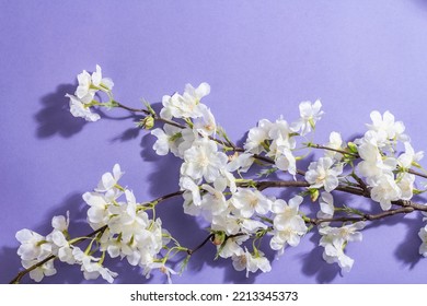 Blossoming Cherry Twig Isolated On Purple Very Peri Background. Amazing Spring Blossom, Easter Or Wedding Gentle Concept