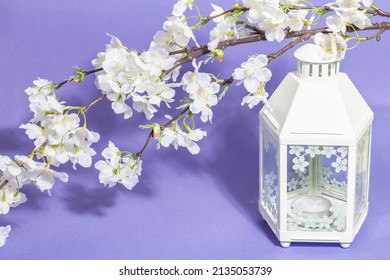 Blossoming cherry twig and white lantern isolated on very peri color background. Amazing spring blossom, Easter or Wedding gentle concept, copy space