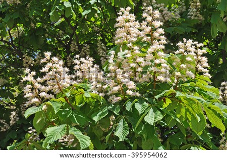 Blossoming of chestnut tree background