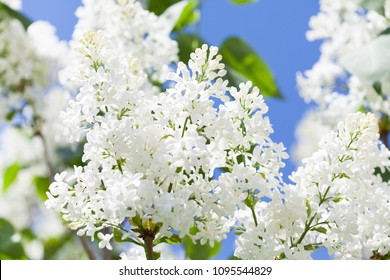 White Lilacs Images Stock Photos Vectors Shutterstock