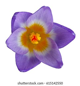 Blossoming Crocus Flower Is Isolated On A White Background. Crocus Sativus L.