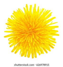 Blossoming dandelion yellow head cutout isolated on white background without shadow, macro photo. Dandelion flower head with clipping path, overhead shot. Taraxacum head in white scene - Powered by Shutterstock