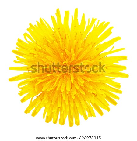 Blossoming dandelion yellow head cutout isolated on white background without shadow, macro photo. Dandelion flower head with clipping path, overhead shot. Taraxacum head in white scene