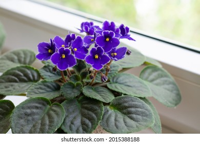 Blossoming deep blue purple colored african violet flower saintpaulia on windowsill. Home decoration - Shutterstock ID 2015388188