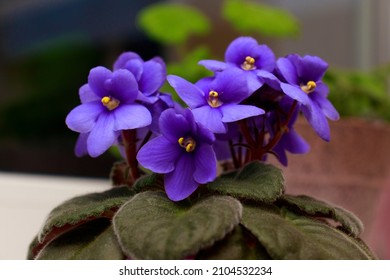 Blossoming deep blue purple colored african violet flower saintpaulia on windowsill. Flowering Saintpaulias. - Shutterstock ID 2104532234