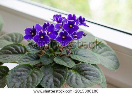 Blossoming deep blue purple colored african violet flower saintpaulia on windowsill. Home decoration